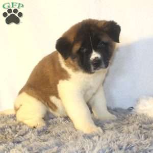 Martin, Akita Puppy